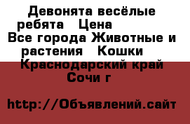 Девонята весёлые ребята › Цена ­ 25 000 - Все города Животные и растения » Кошки   . Краснодарский край,Сочи г.